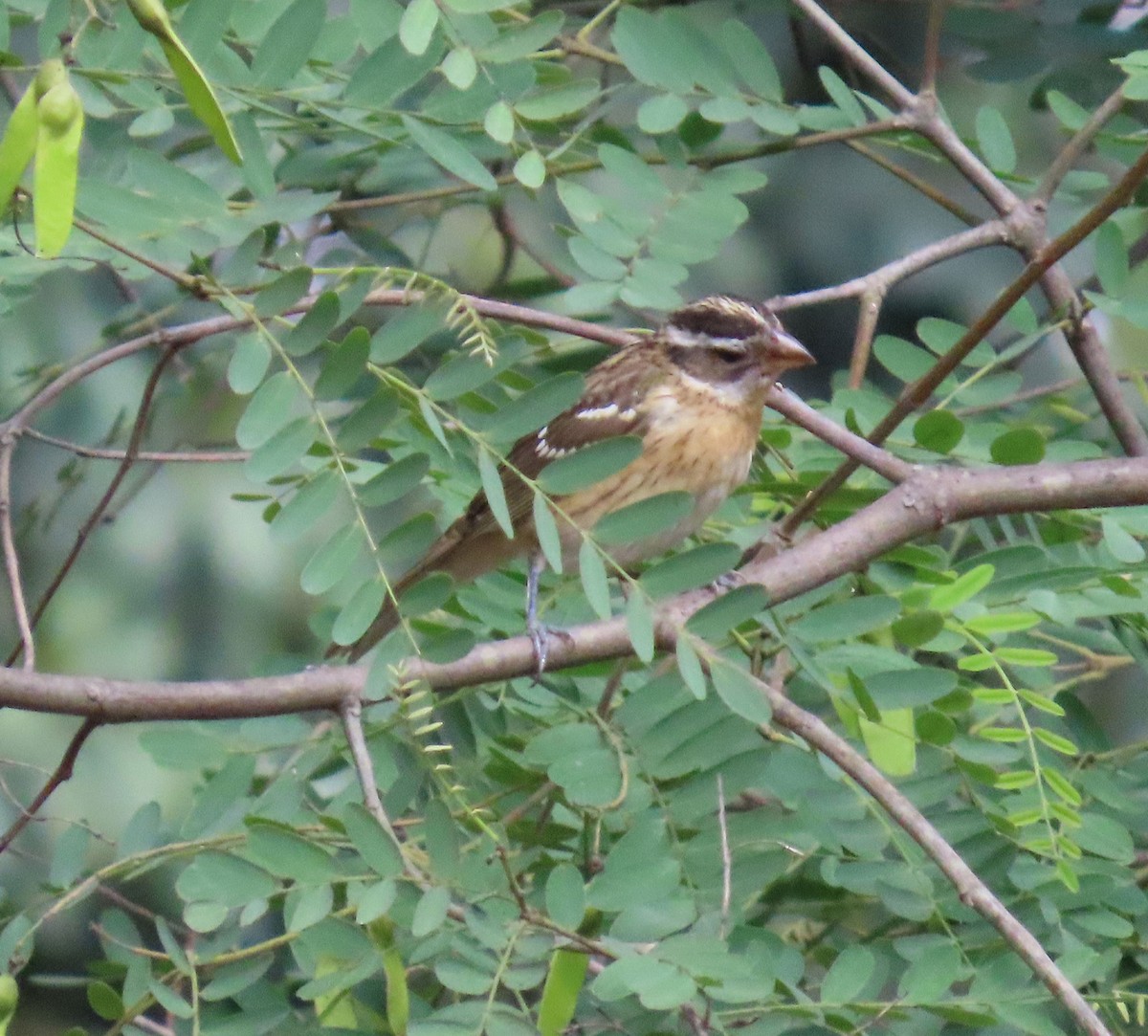 Black-headed Grosbeak - ML642925064