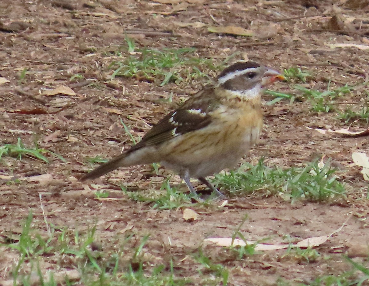Black-headed Grosbeak - ML642925065