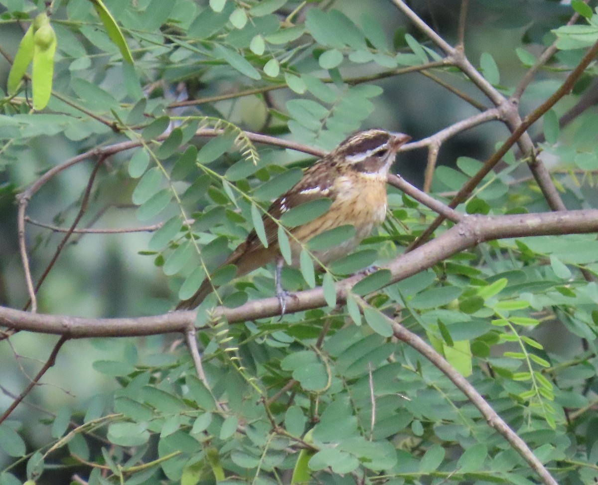 Black-headed Grosbeak - ML642925066