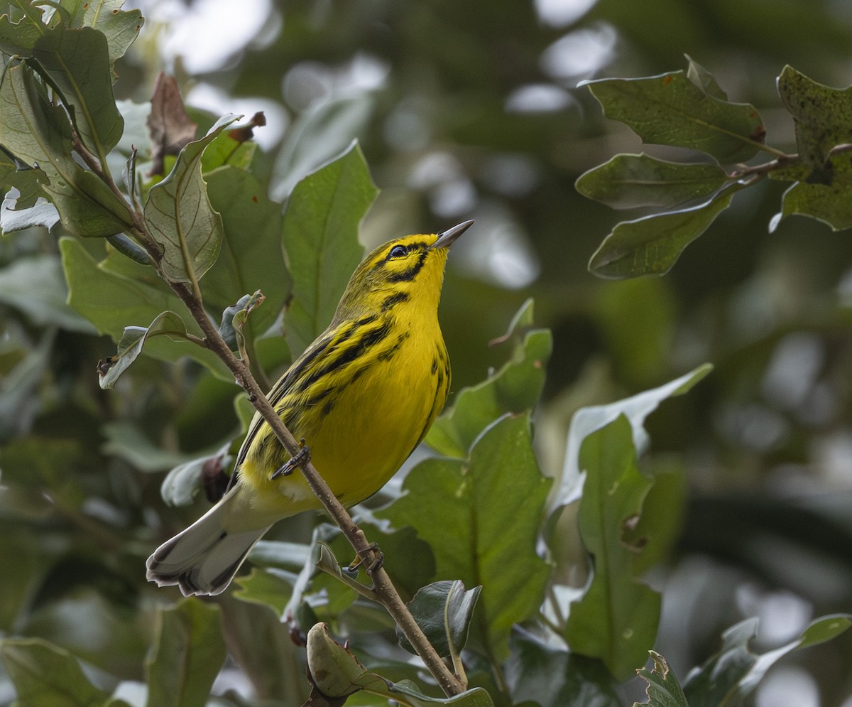Prairie Warbler - ML642925073
