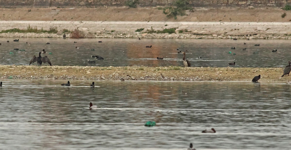 vodouš tmavý - ML642925077