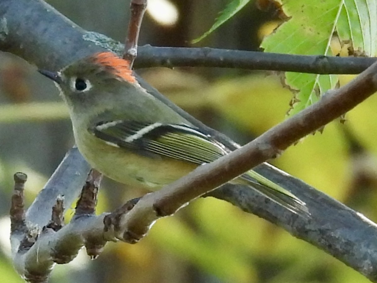 Ruby-crowned Kinglet - ML642925083