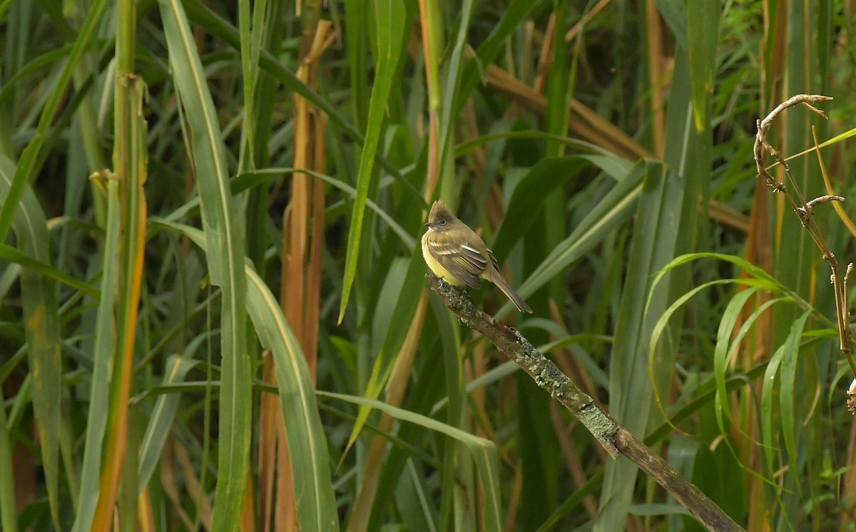 Yellow-bellied Elaenia - ML642925088