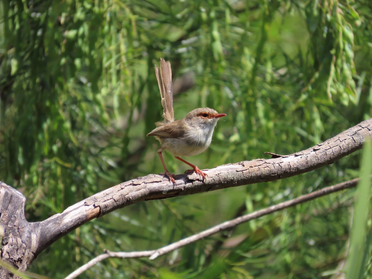Superb Fairywren - ML642925128