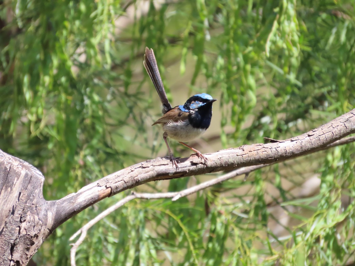Superb Fairywren - ML642925129