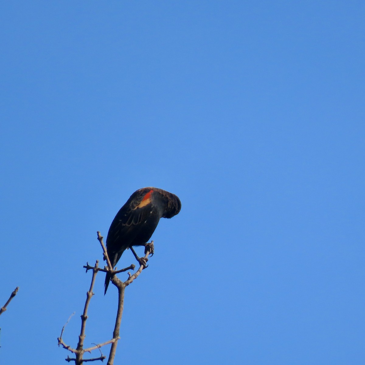 Red-winged Blackbird - ML642925132