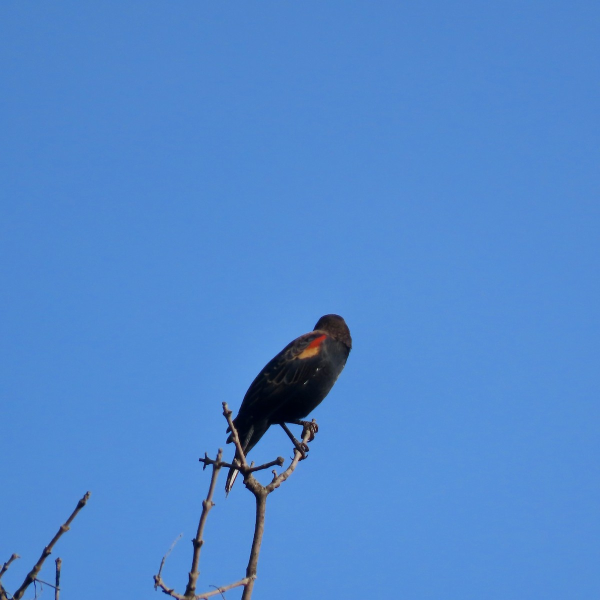 Red-winged Blackbird - ML642925133