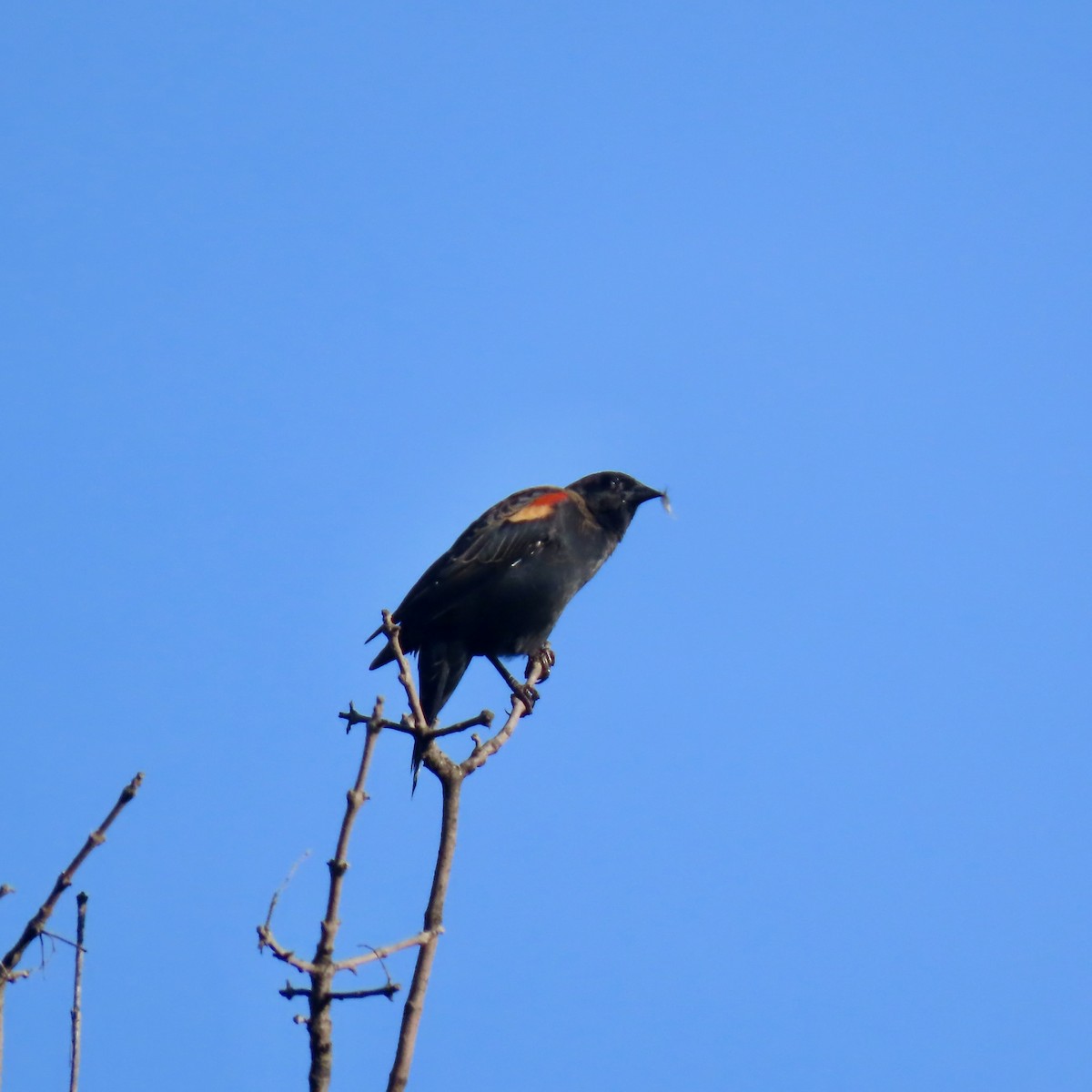Red-winged Blackbird - ML642925134