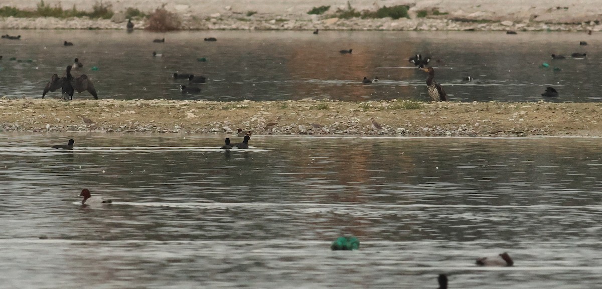 jespák bojovný - ML642925138