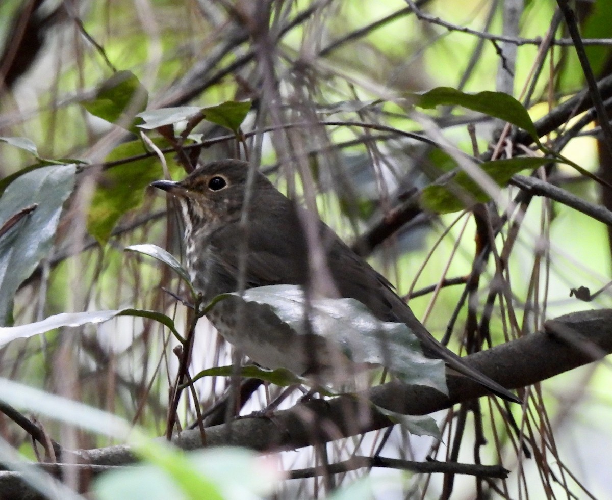 Swainson's Thrush - ML642925146