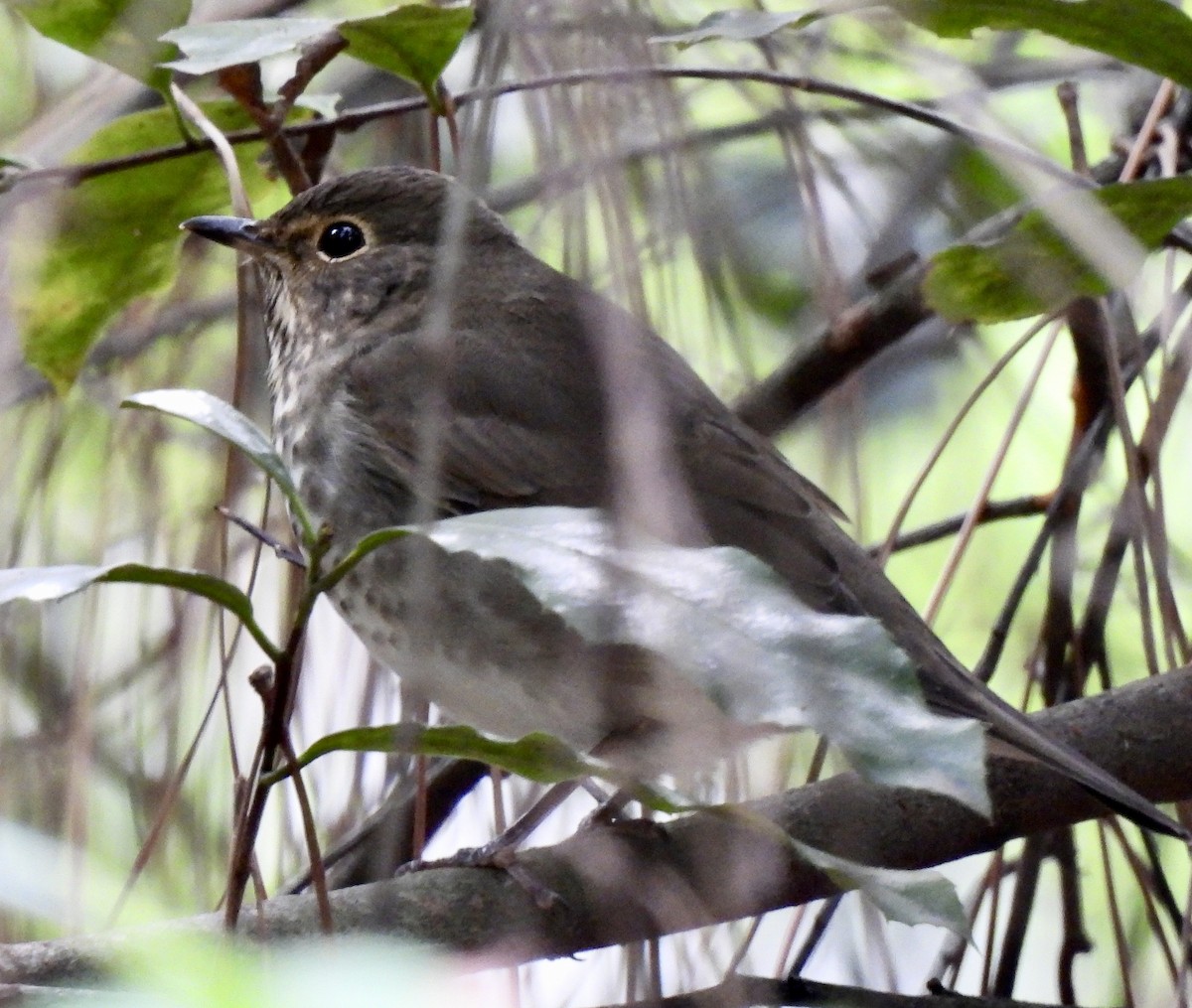Swainson's Thrush - ML642925147