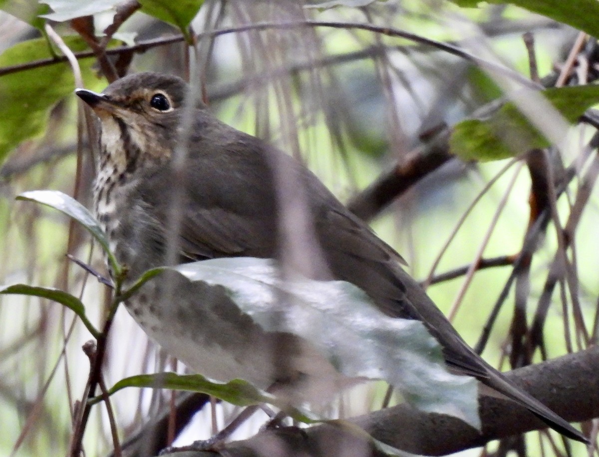 Swainson's Thrush - ML642925148