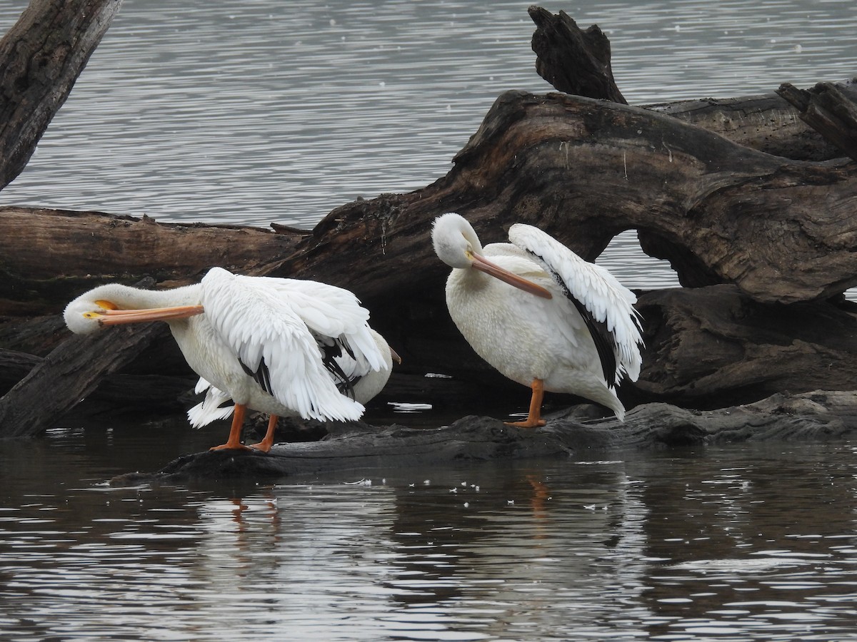 American White Pelican - ML642925150