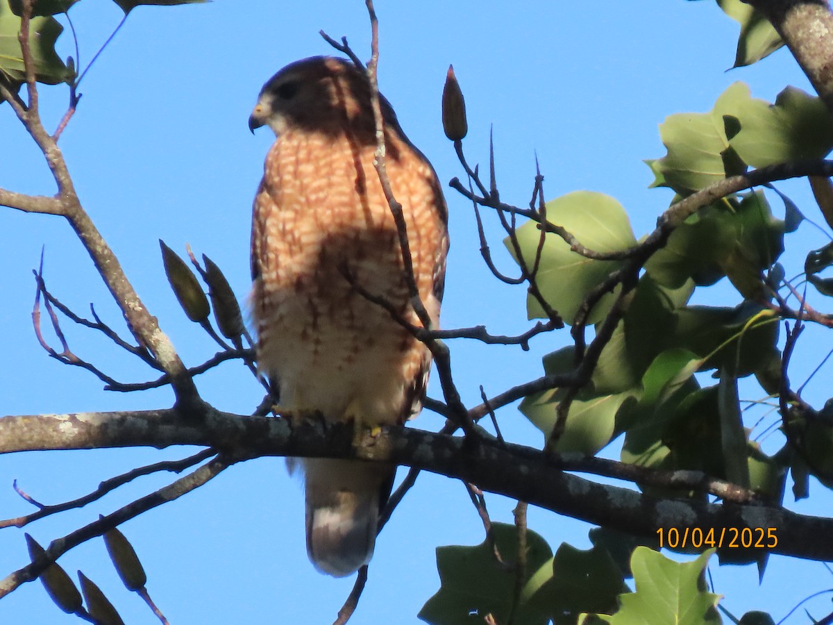 Red-shouldered Hawk - ML642925151