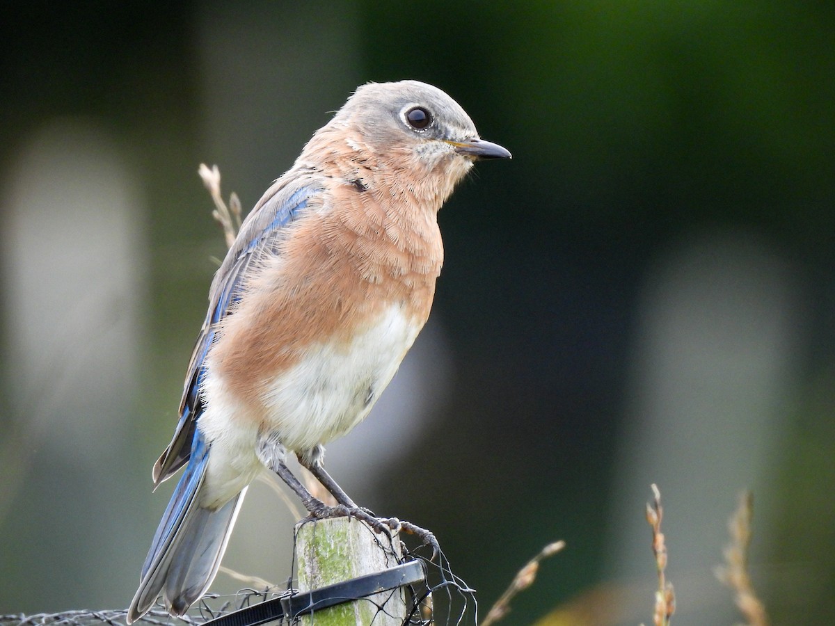 Eastern Bluebird - ML642925154