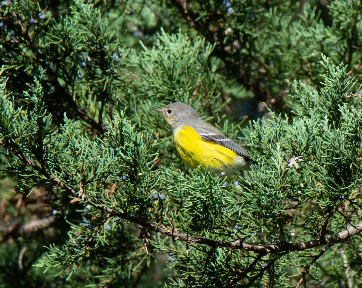 Magnolia Warbler - ML642925155