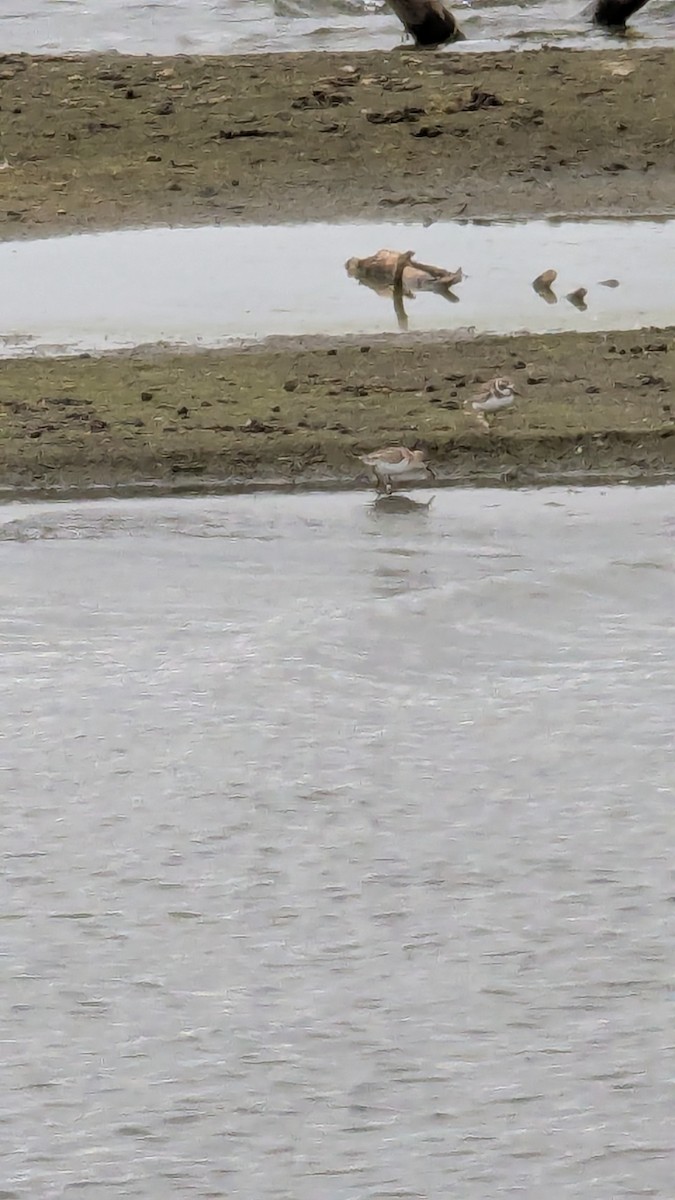 Western Sandpiper - ML642925157