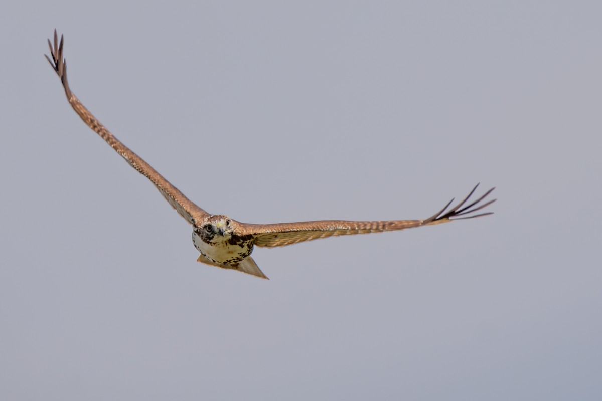 Red-tailed Hawk - ML642925158