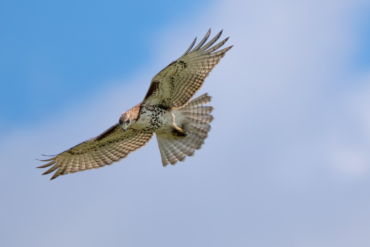 Red-tailed Hawk - ML642925159