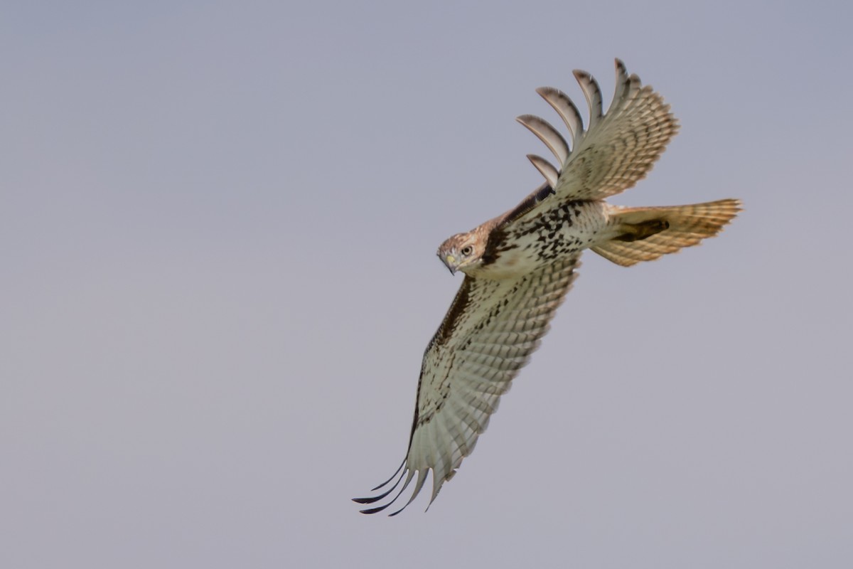 Red-tailed Hawk - ML642925160