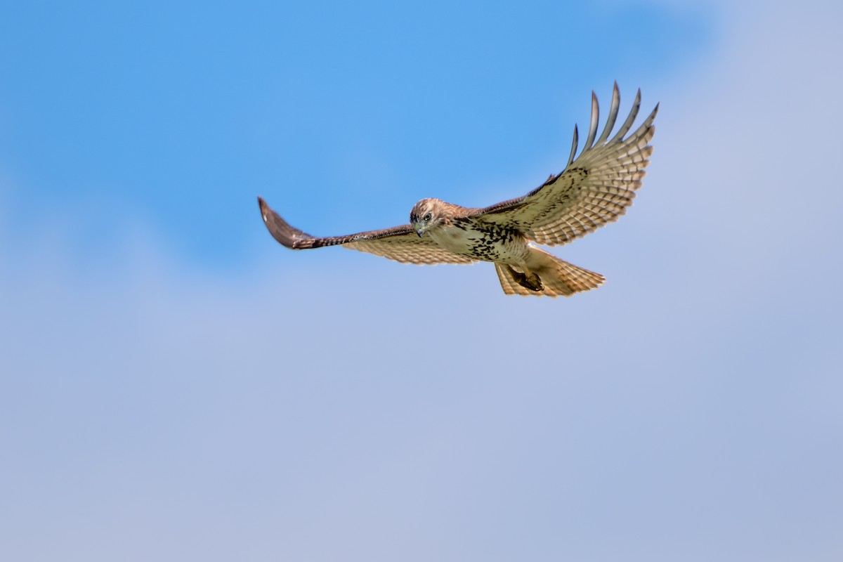 Red-tailed Hawk - ML642925161