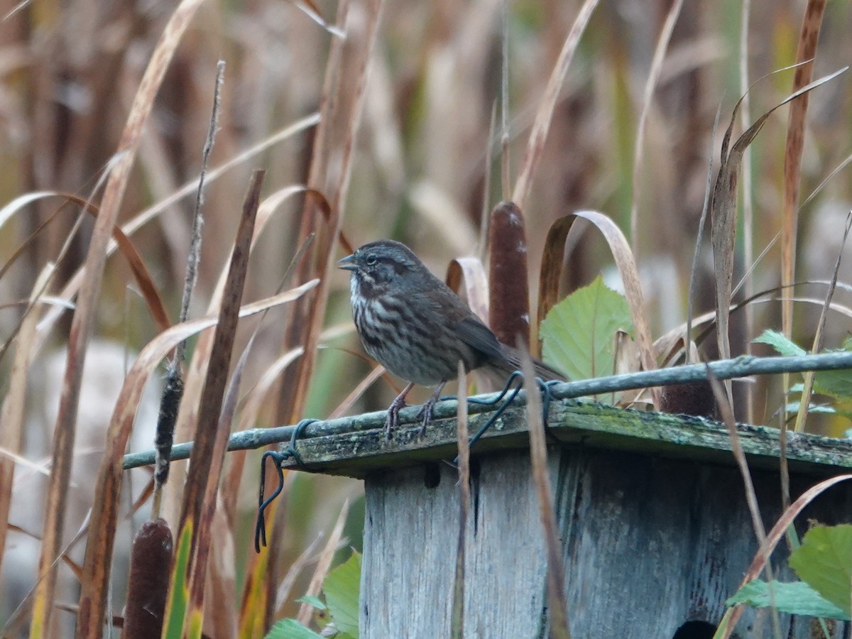 Song Sparrow - ML642925162