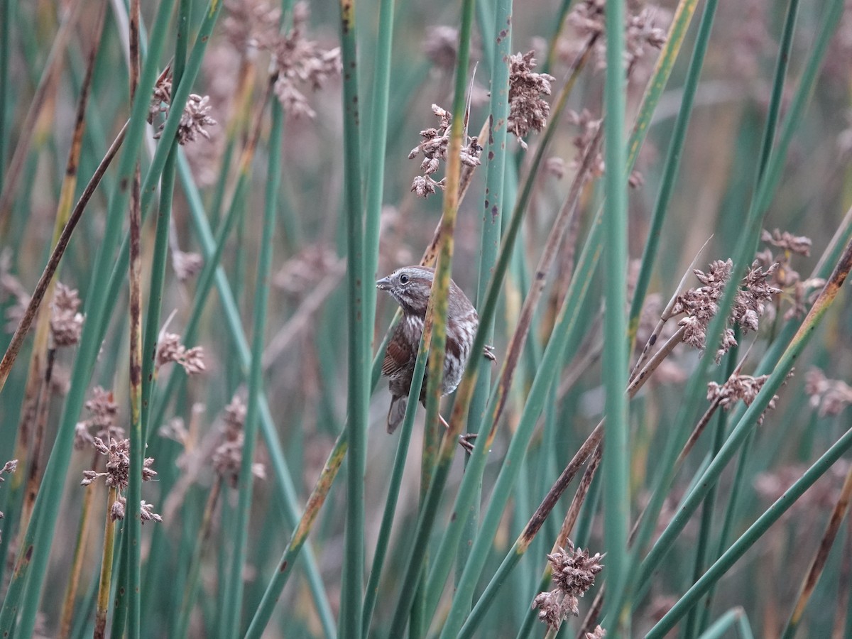 Song Sparrow - ML642925163
