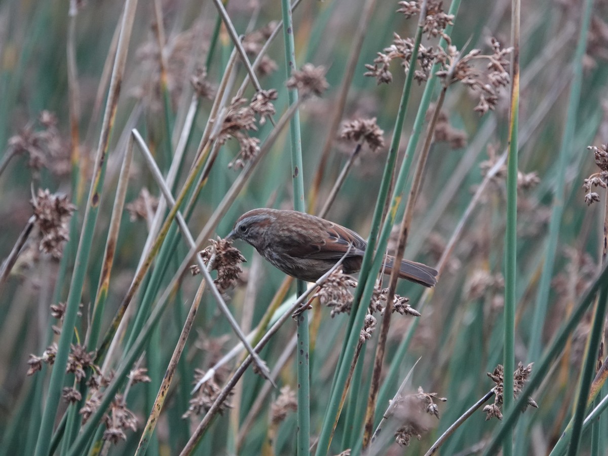 Song Sparrow - ML642925164