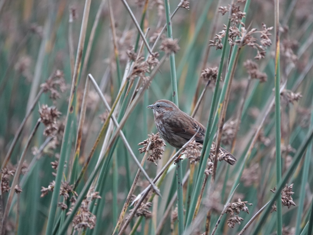 Song Sparrow - ML642925165