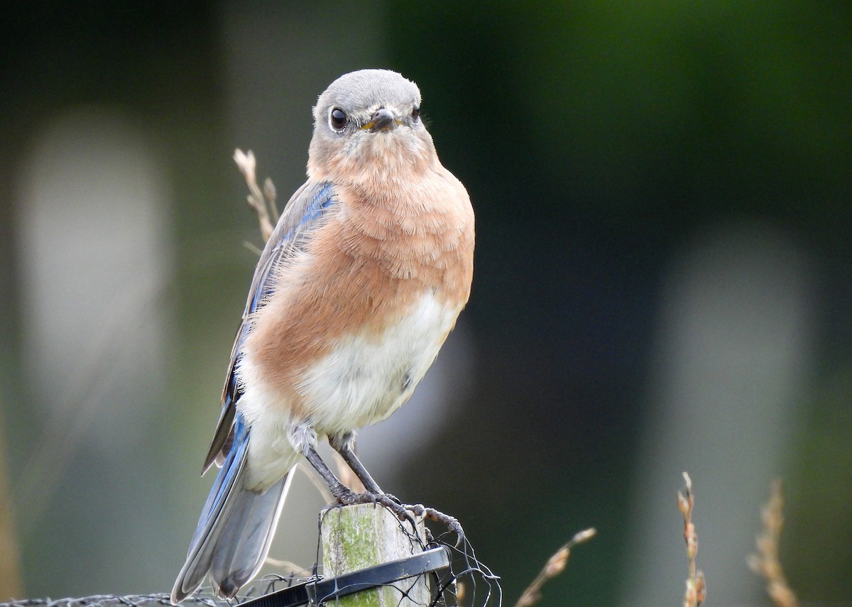 Eastern Bluebird - ML642925166