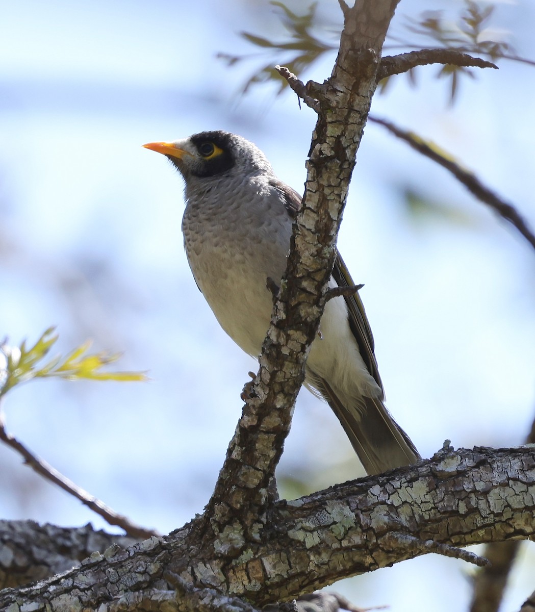 Noisy Miner - ML642925170