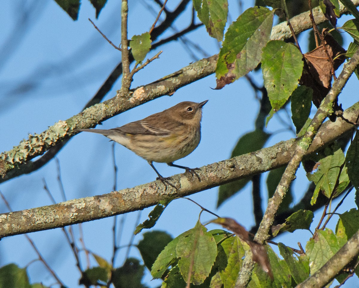 Yellow-rumped Warbler - ML642925171