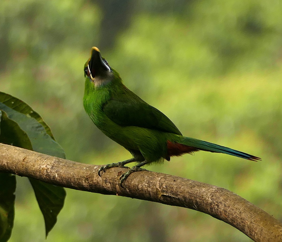 Southern Emerald-Toucanet - ML642925173