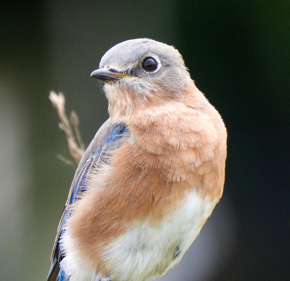 Eastern Bluebird - ML642925175