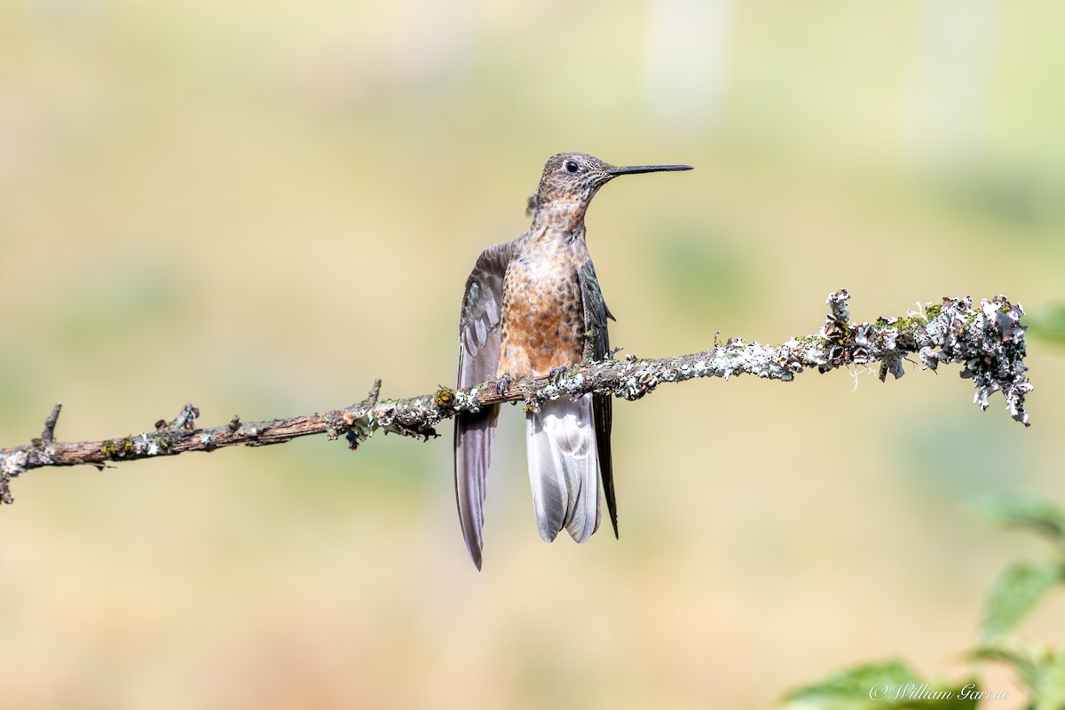 Giant Hummingbird - ML642925176