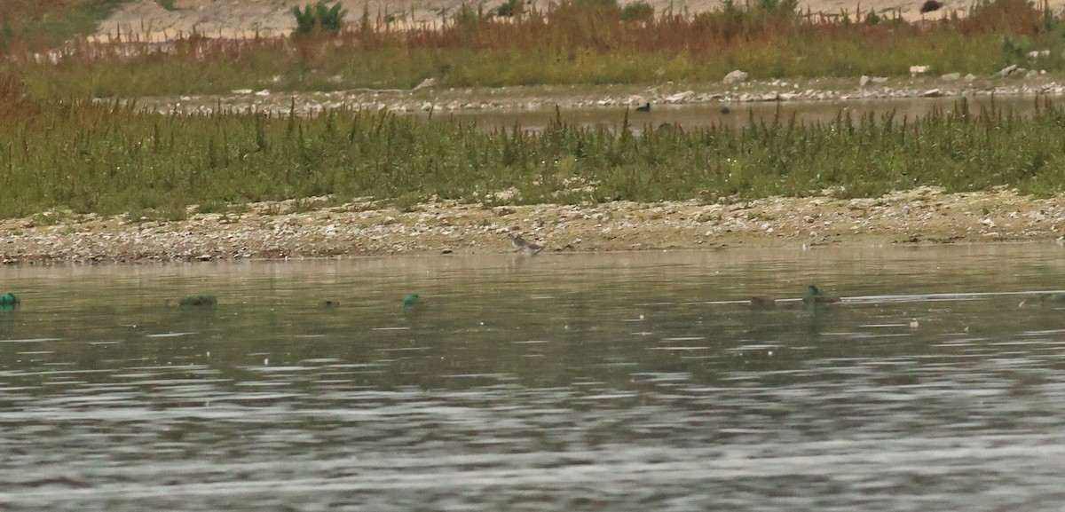 vodouš tmavý - ML642925179