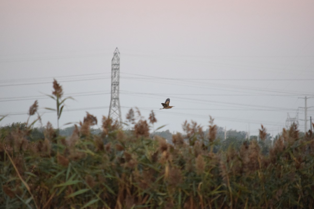 American Bittern - ML642925188