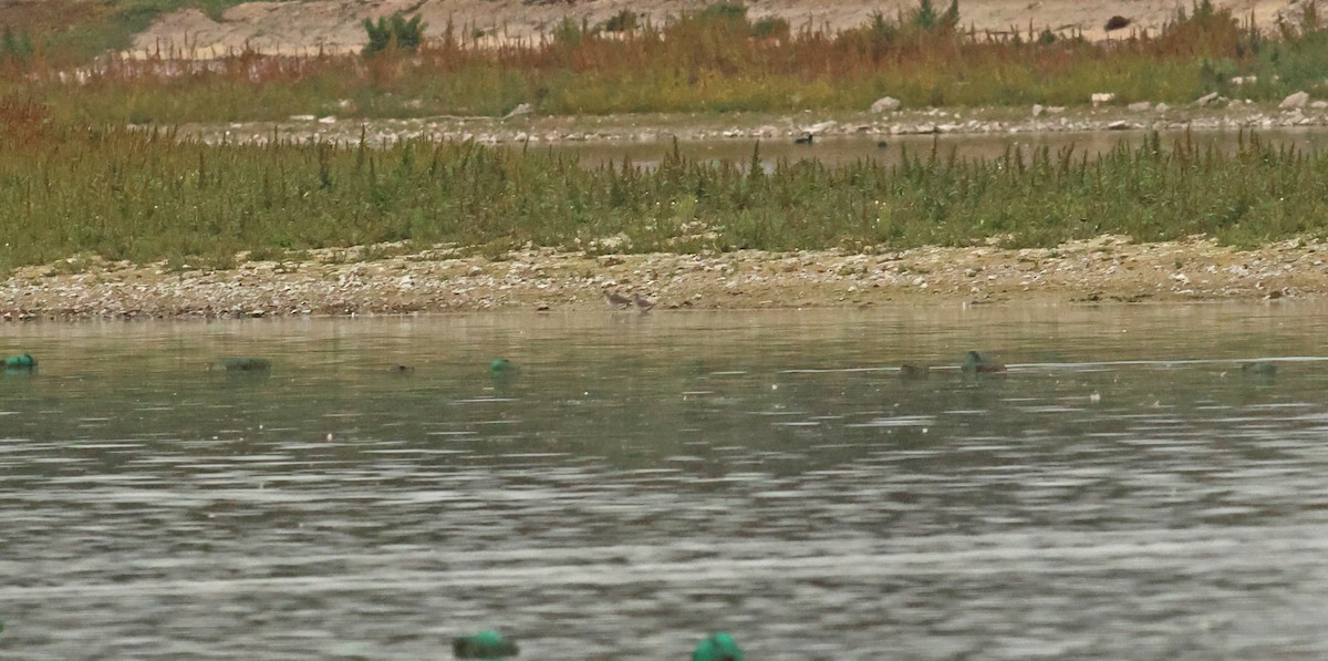 vodouš tmavý - ML642925191