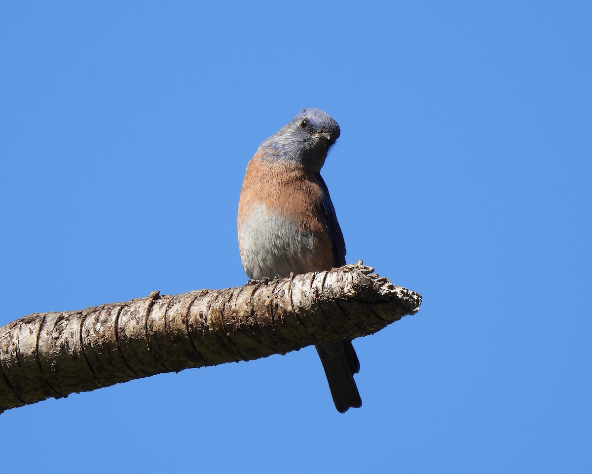 Western Bluebird - ML642925194
