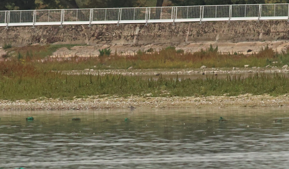 vodouš tmavý - ML642925204