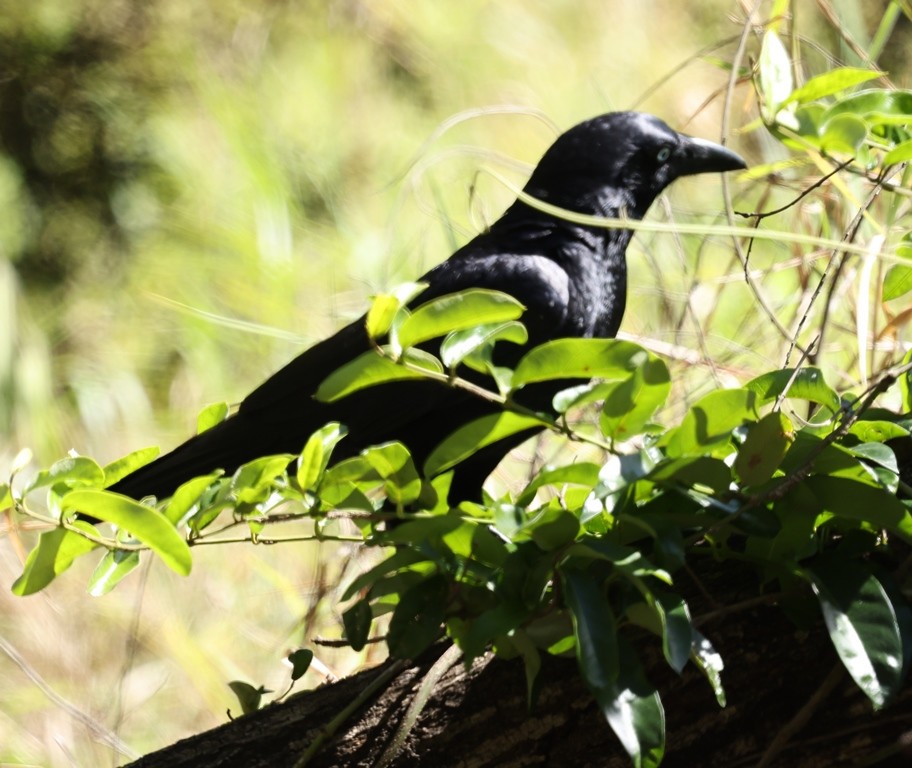 Torresian Crow - ML642925211