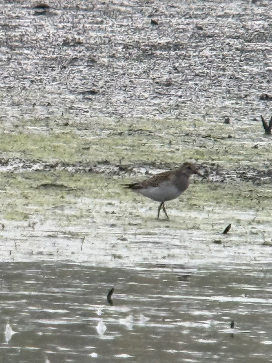 Pectoral Sandpiper - ML642925215