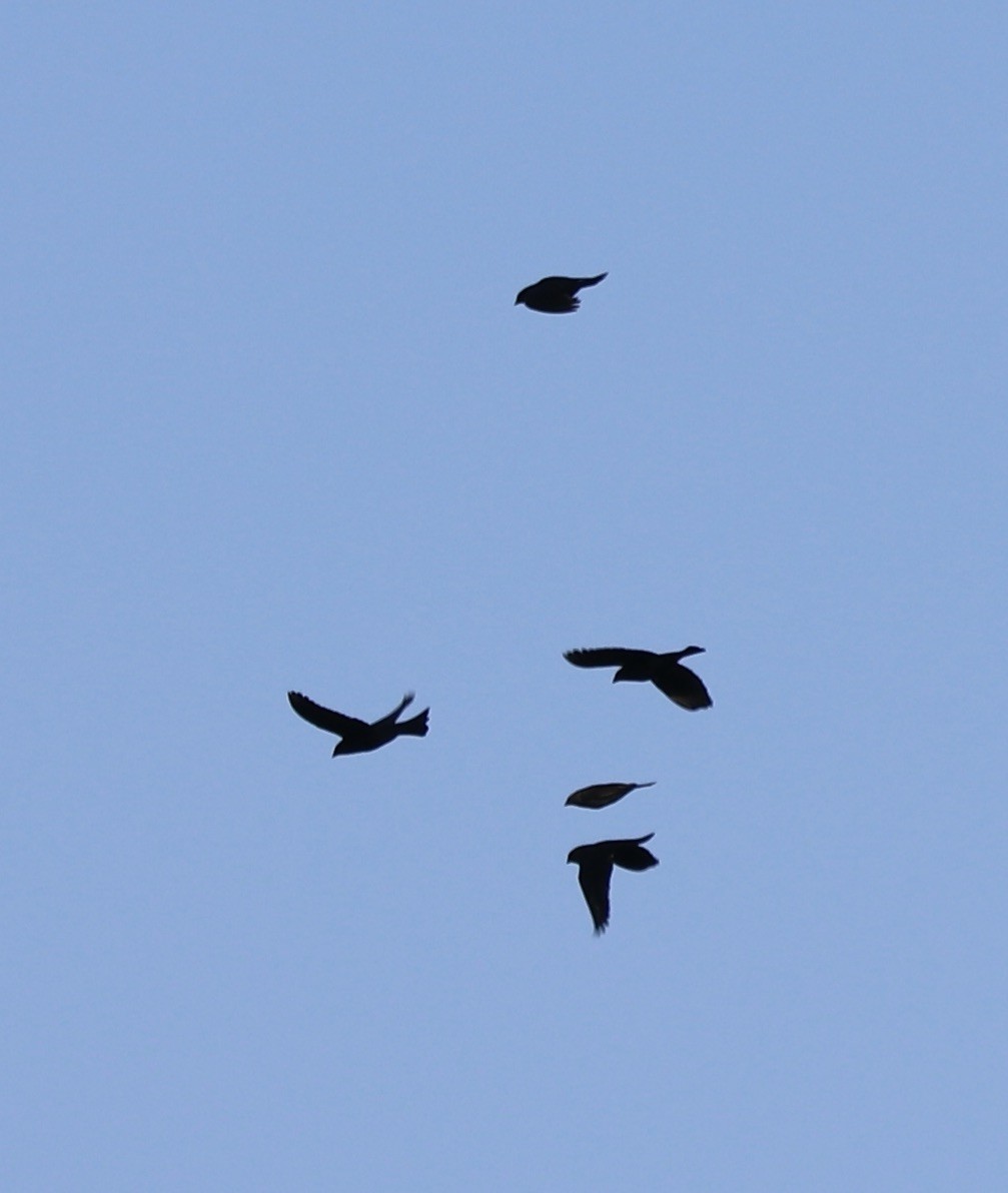 Brown-headed Cowbird - ML642925219