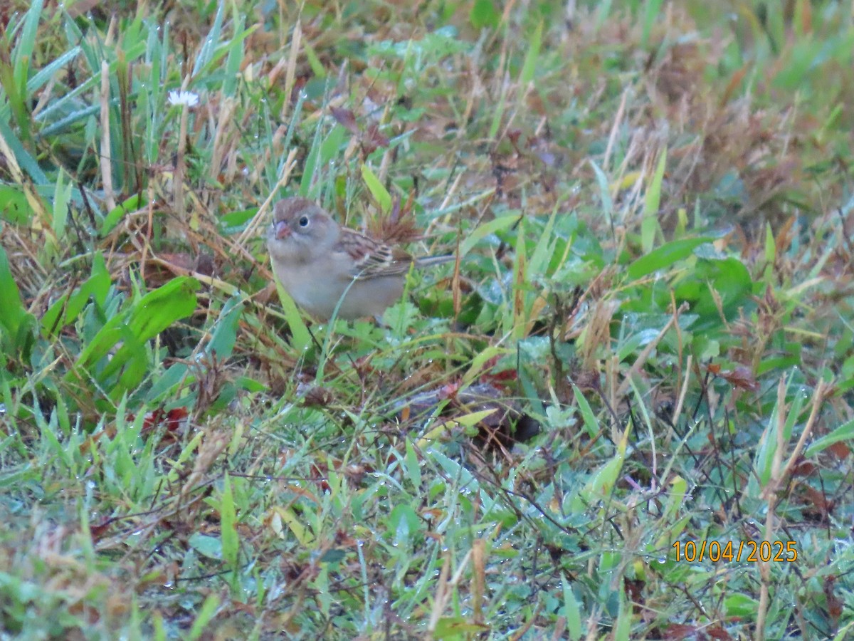 Field Sparrow - ML642925225