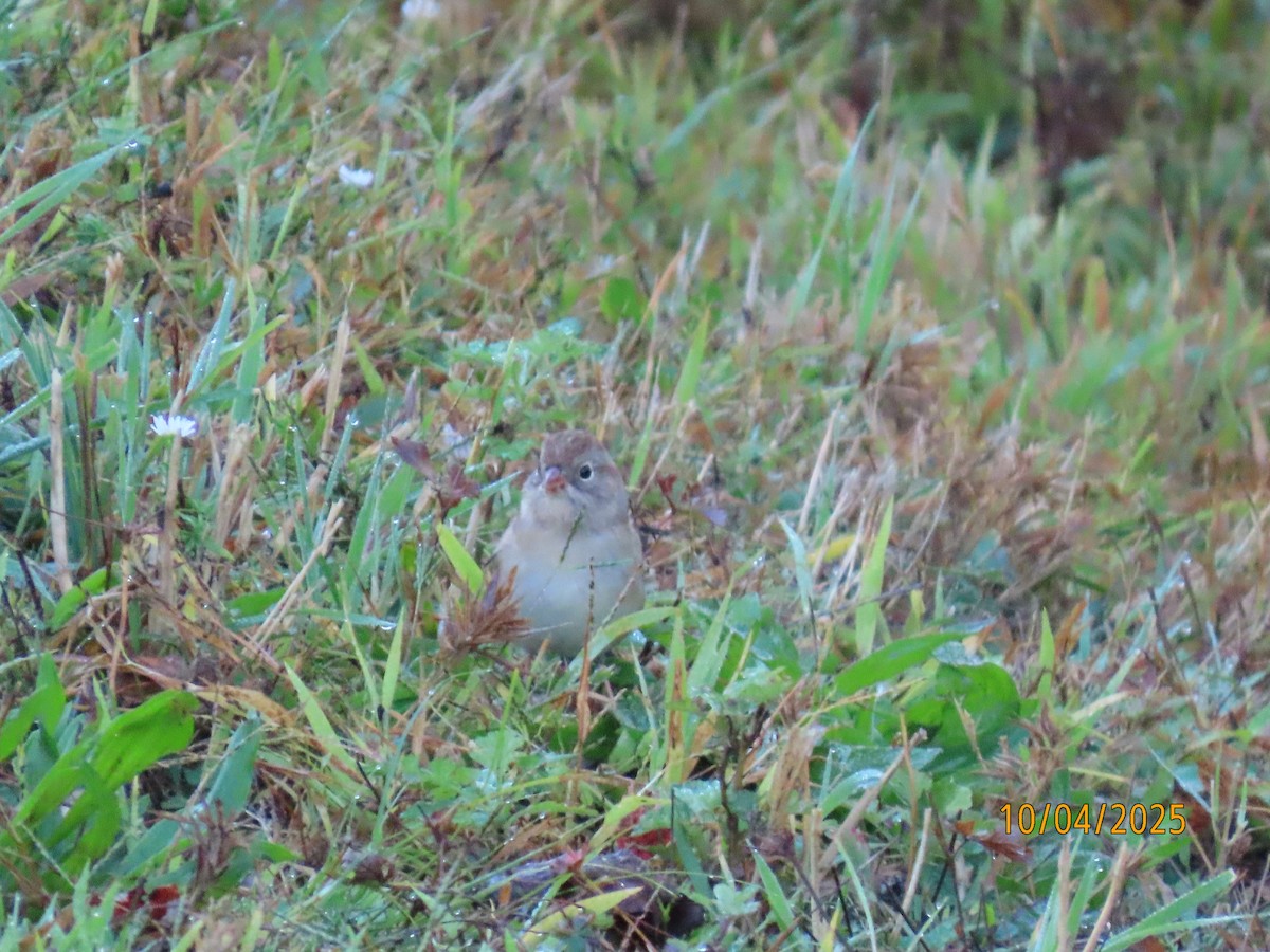 Field Sparrow - ML642925226