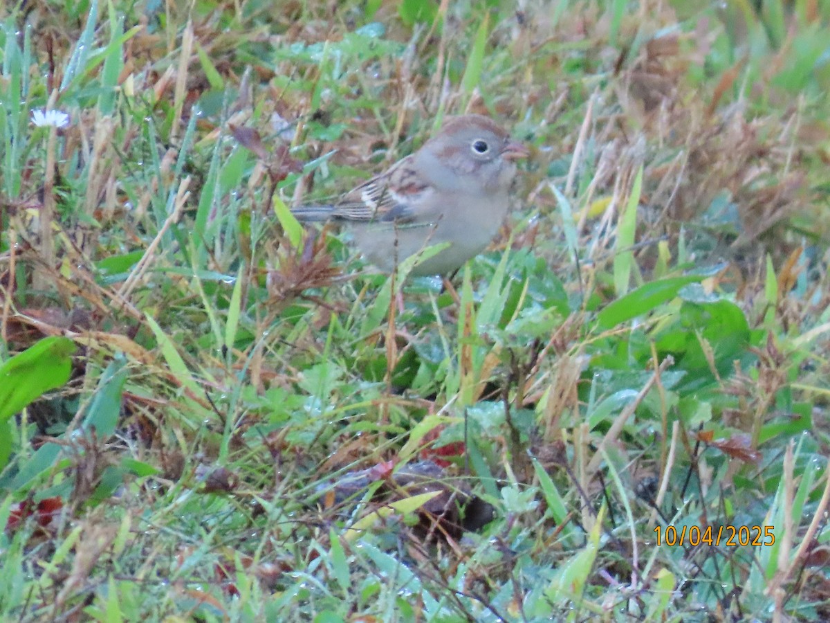 Field Sparrow - ML642925227
