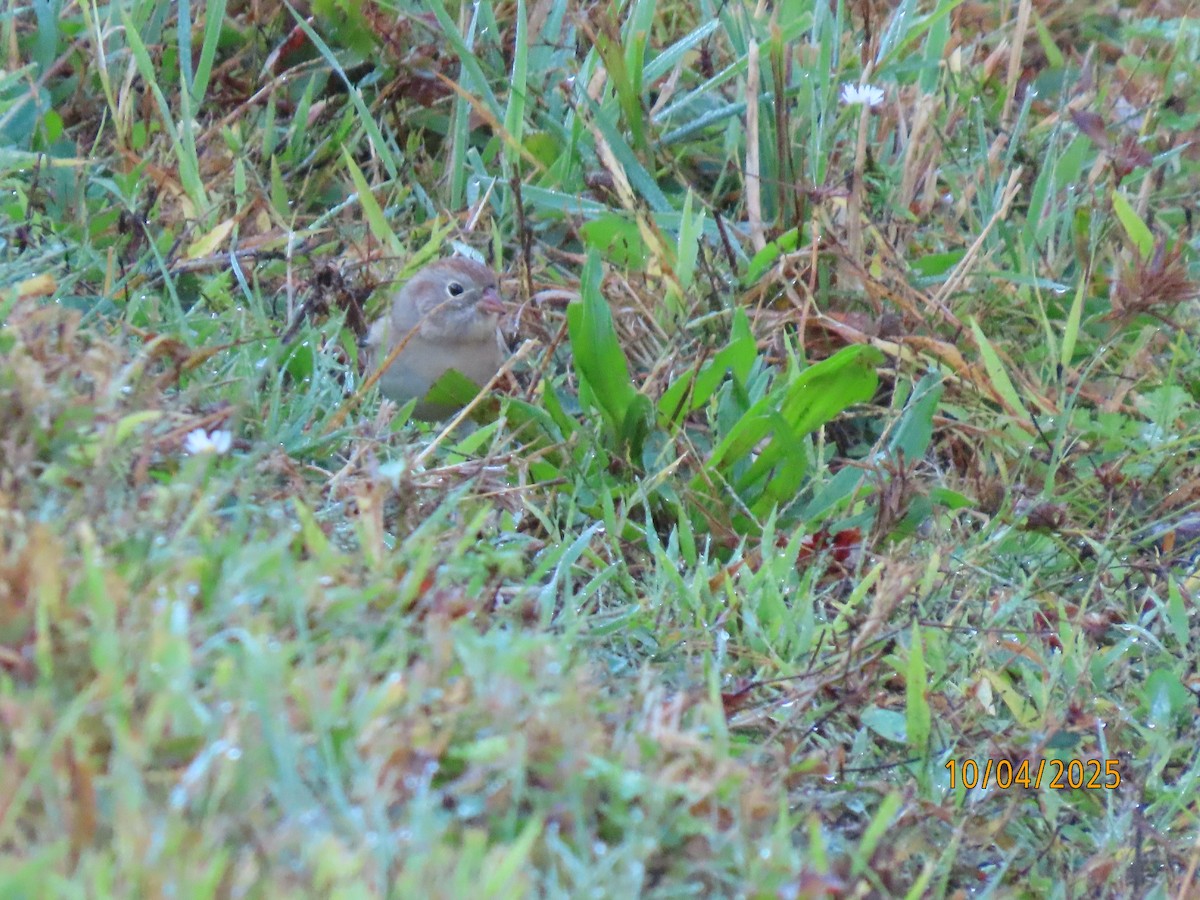 Field Sparrow - ML642925228