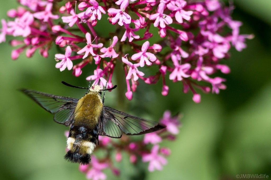 Rocky Mountain Clearwing - ML642925233