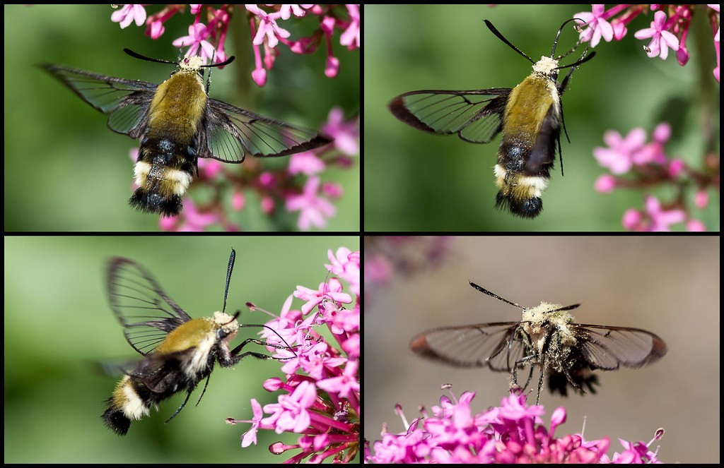 Rocky Mountain Clearwing - ML642925234