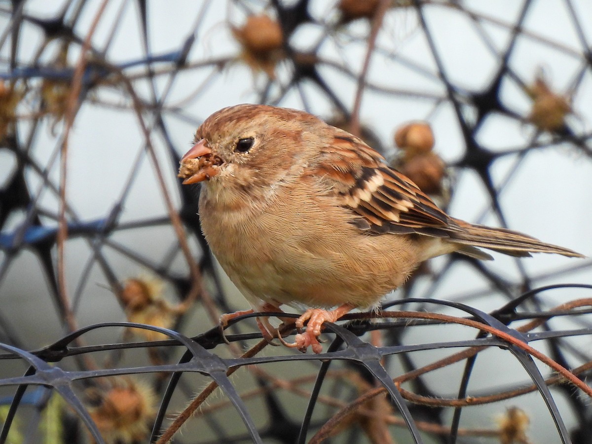 Field Sparrow - ML642925236